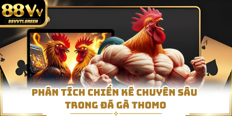 Phân tích chiến kê chuyên sâu trong đá gà Thomo